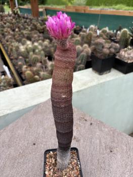 Echinocereus rigidissimus rubispinus